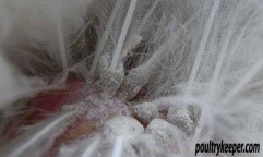 Nordische Vogelmilbe